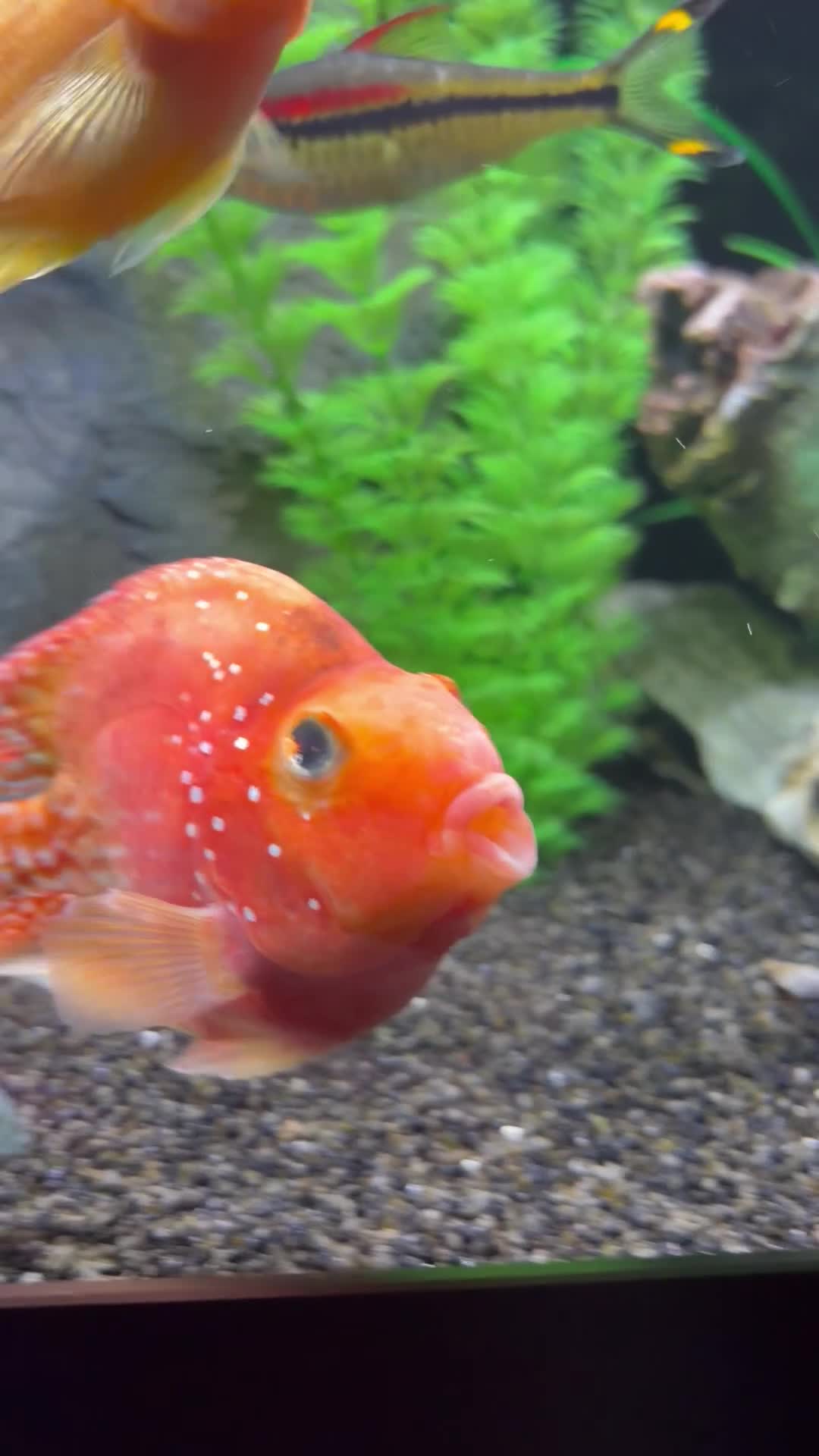 Cichlids fish for sale: Crystal parrot fish in Stockport - Video 1