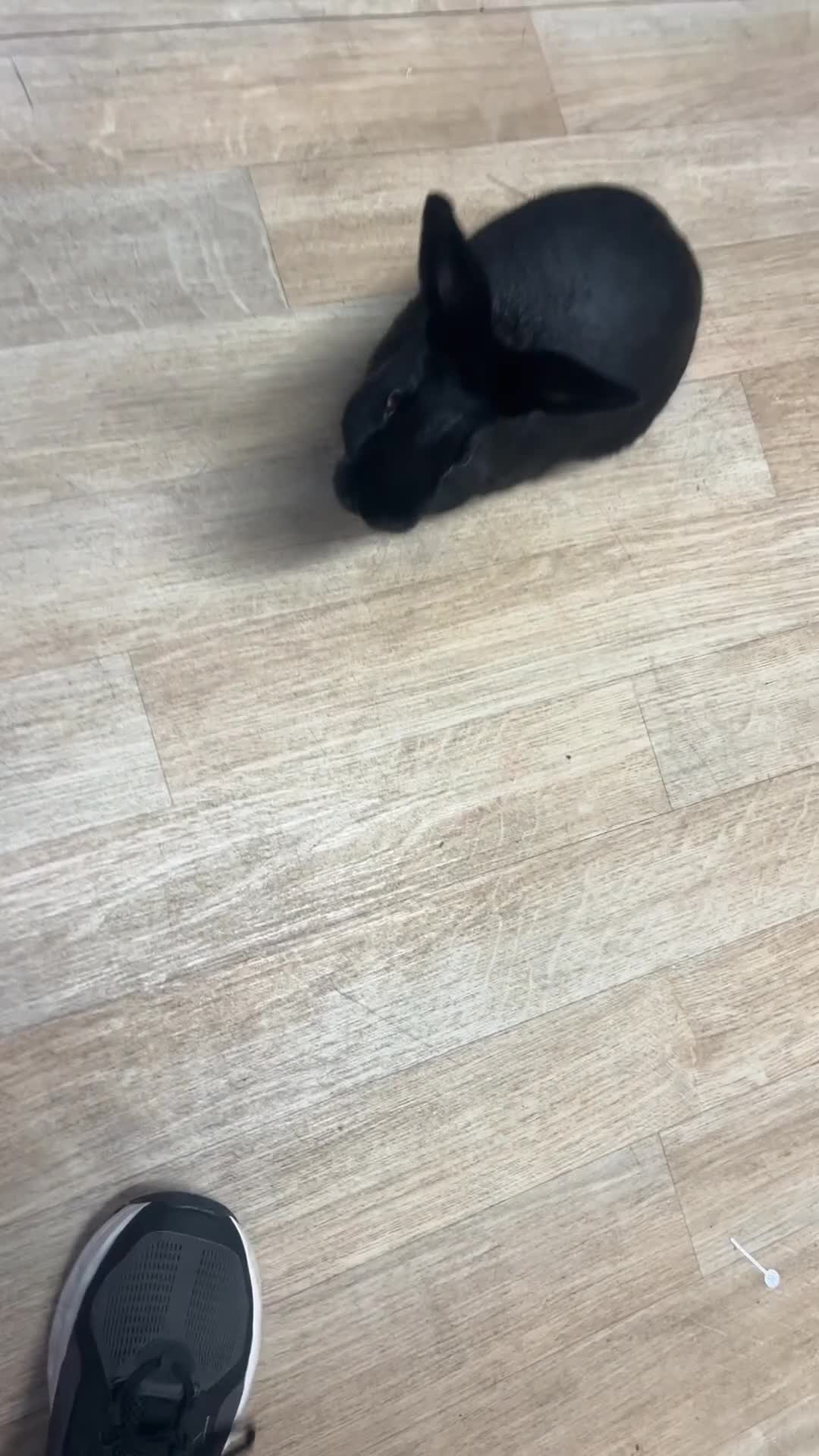 Rex rabbits for sale: Rex rabbit  in Birmingham - Video 1