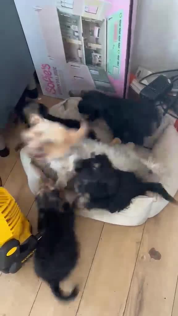 Mixed Breed dogs for sale: Yorkiepoo Puppys  - Video 2