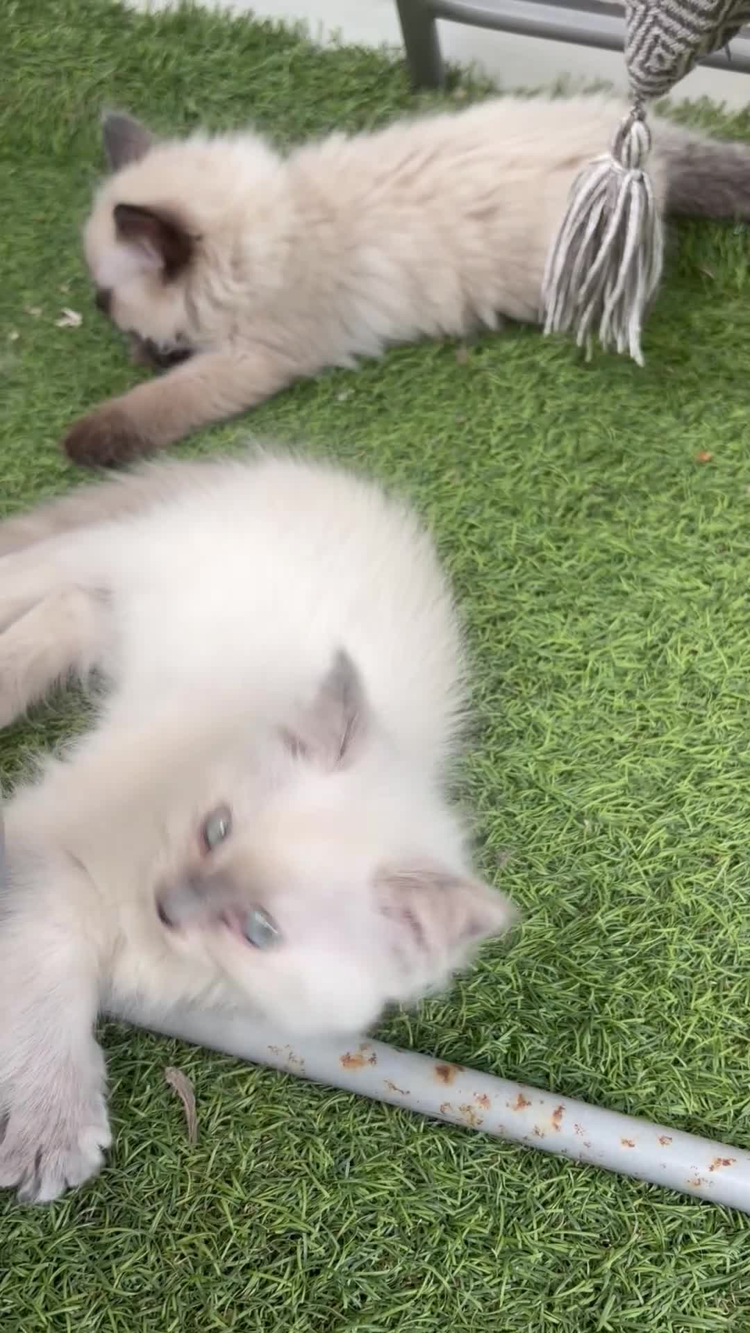 Ragdoll cats for sale: Cute ragdoll girls ready for their new home - Video 4