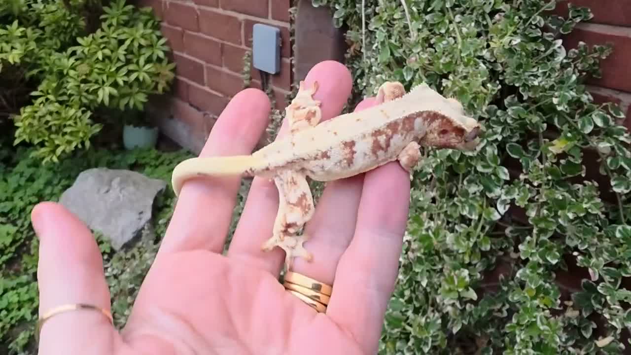 Gecko reptiles for sale: Various crested geckos  - Video 4