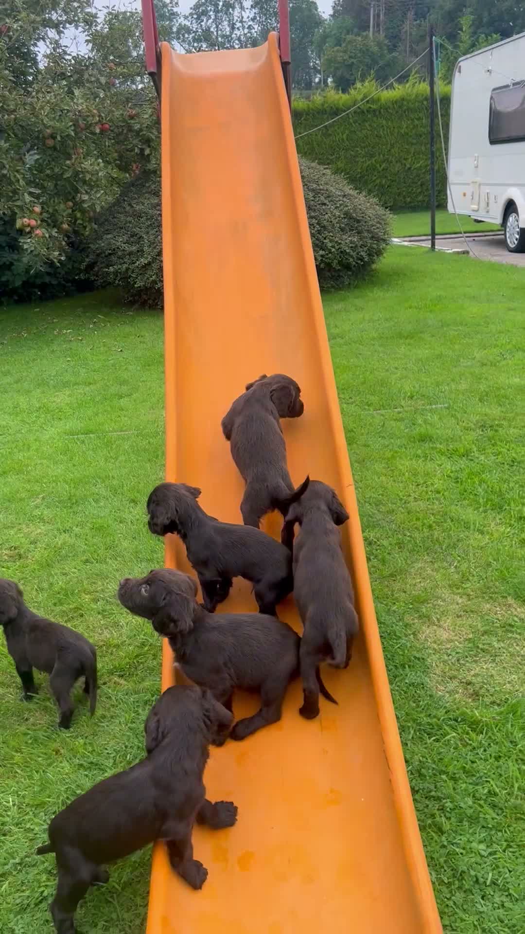 Sprocker dogs for sale: Sprocker Pups  - Video 3