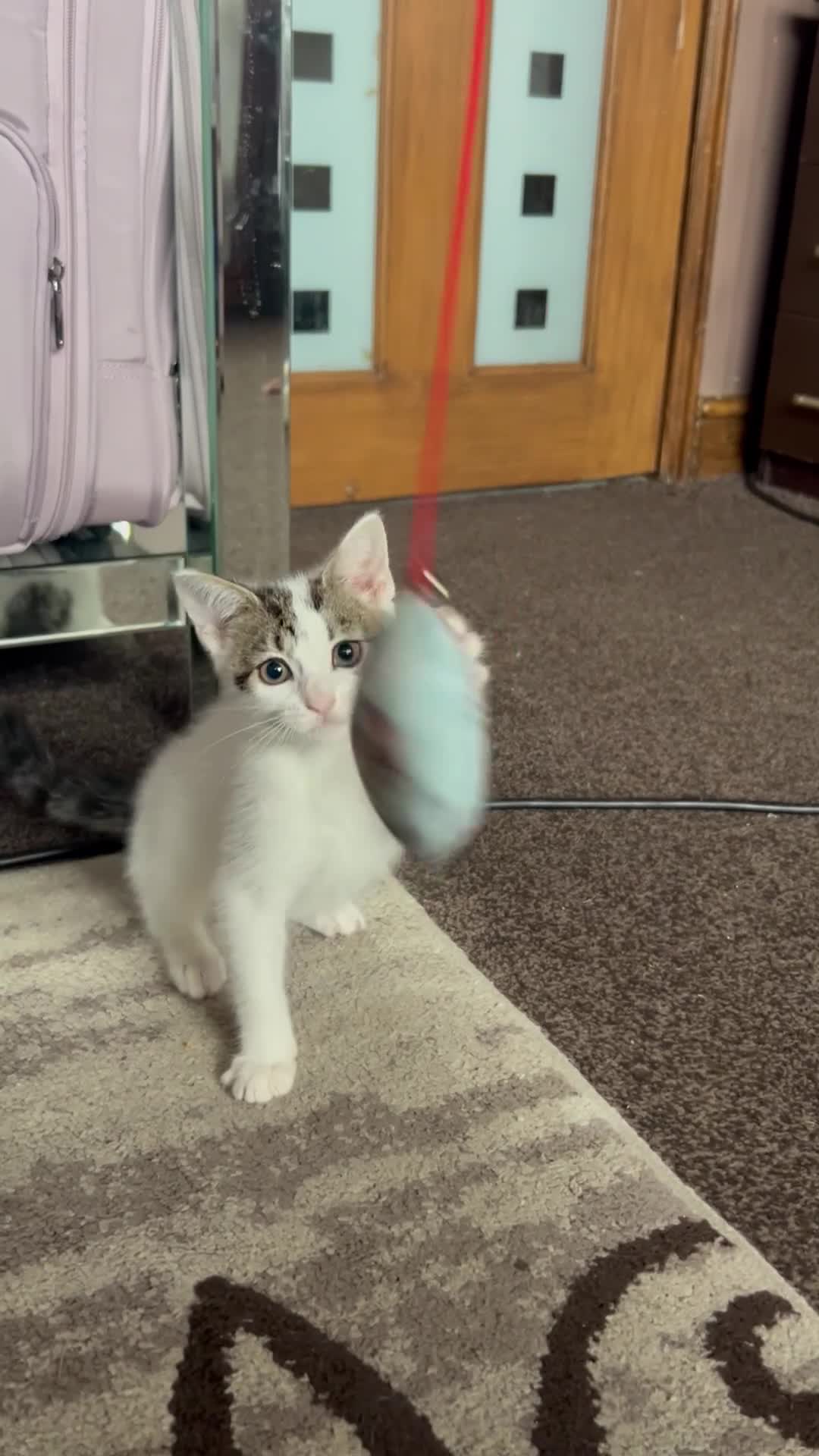 American Shorthair cats for sale: Four Kittens 💖 - Video 1
