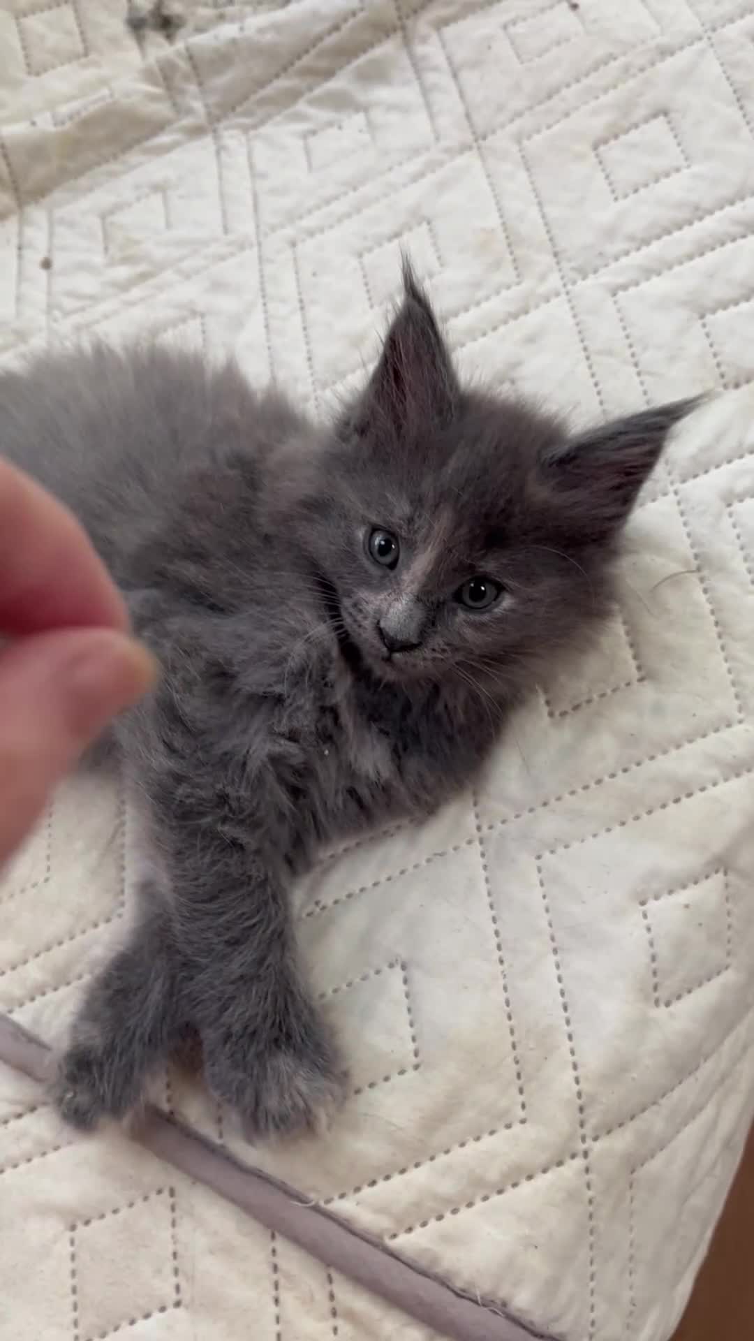 Maine Coon cats for sale: Full 💯 European Maine coons kittens - Video 4