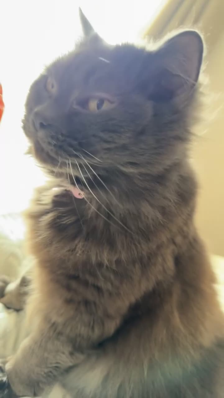 Mixed Breed cats for sale: For adoption - Video 1