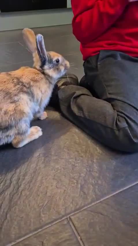 Mixed Breed rabbits for sale: 2 rabbits  - Video 1