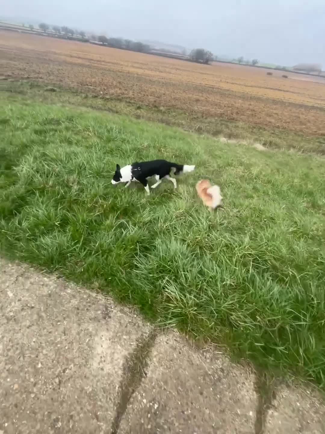 Border Collie dogs for sale: Stella - Gentle 6yo Border Collie in Milton Keynes - Video 1