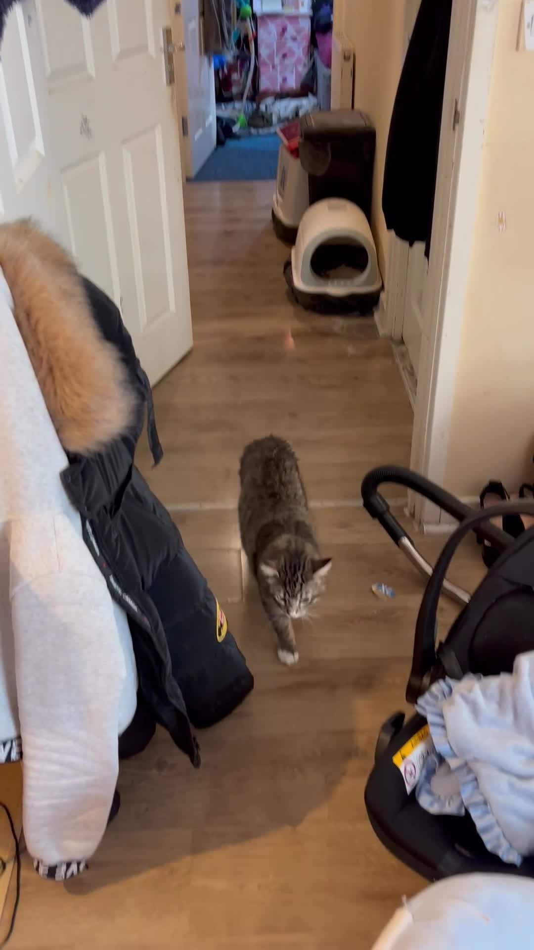 Maine Coon cats for sale: Mainecoon mixed cat - Video 1