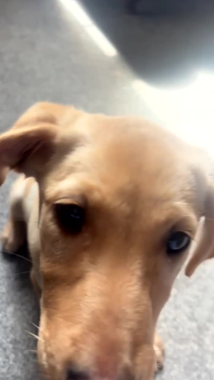 Springador dogs for sale: Springador puppies, one girl available - Video 2