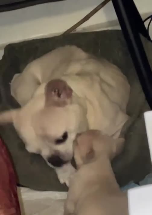 French Bulldog dogs for sale: French Bulldog Puppies – Beautiful, Rare Colours - Video 2