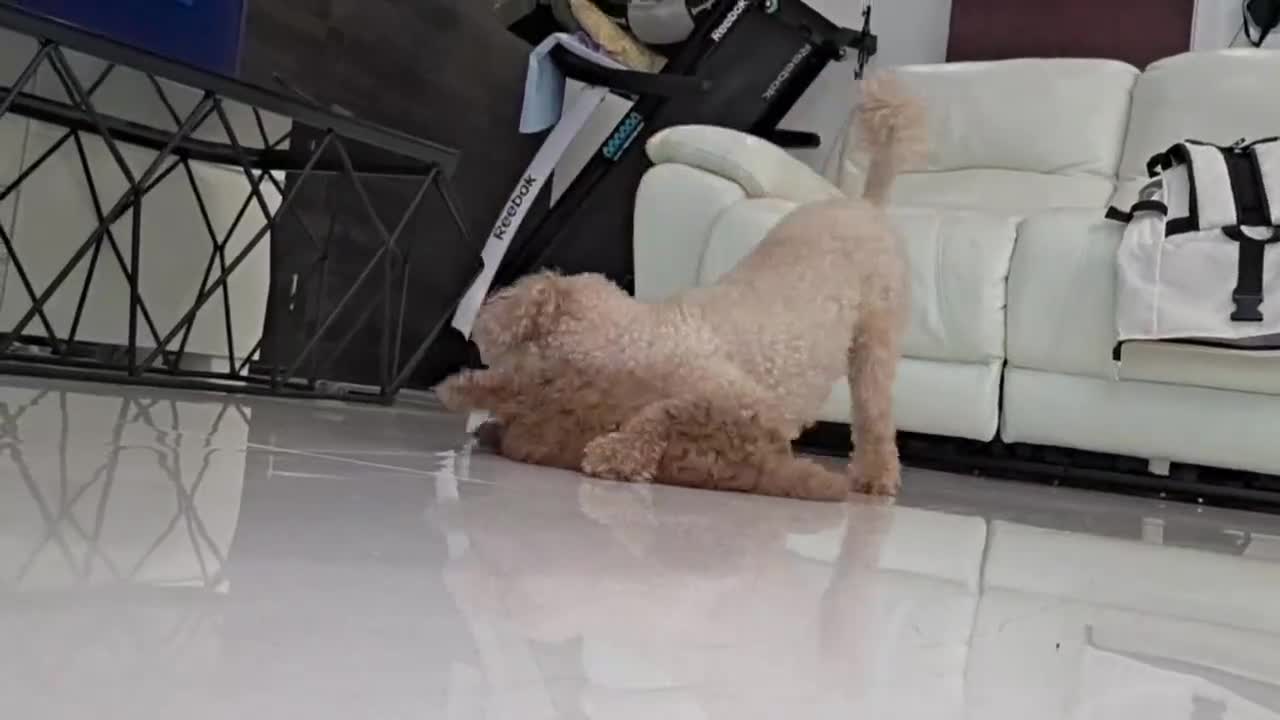 Toy Poodle dogs for sale: Cute toy poodle puppy for sale  - Video 1
