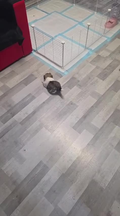 Mixed Breed dogs for sale: Meet Our Sweet Shih Tzu Puppies-1Boy&1Girl  - Video 3