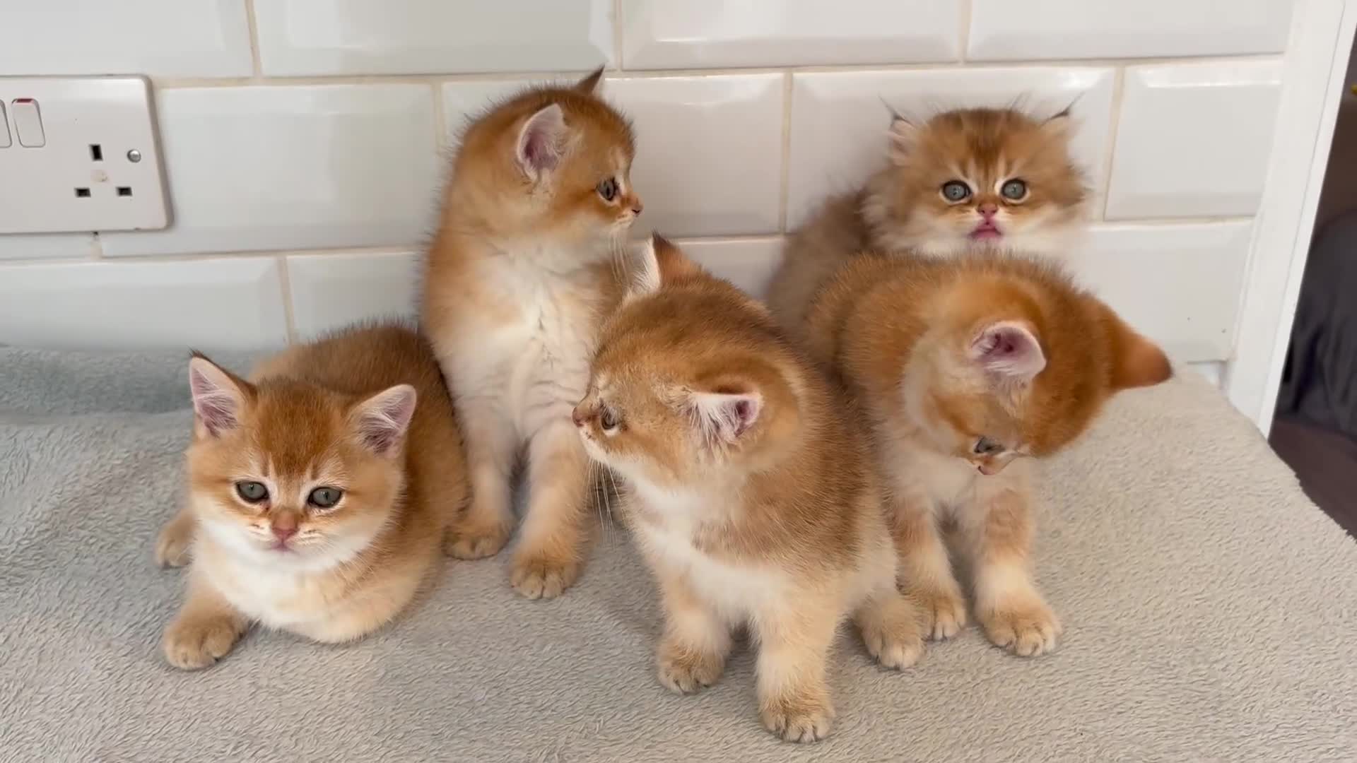 British Shorthair cats for sale: Pedigree chinchilla golden kittens ✨ NY12 - Video 1