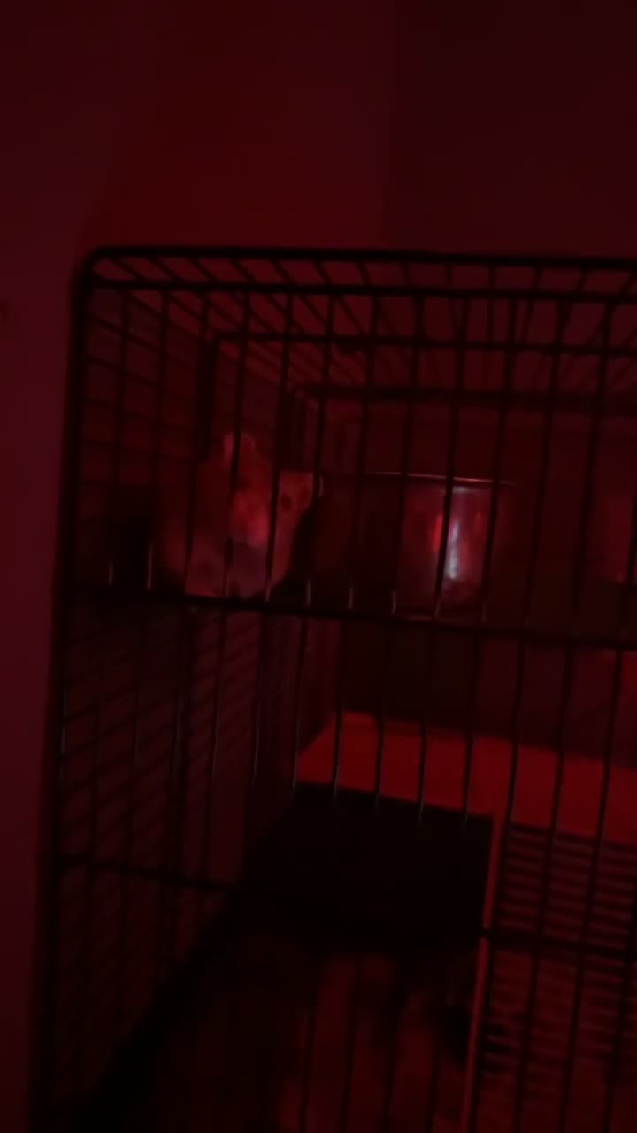 Hamster rodents for sale: dwarf hamster for sale - Video 2