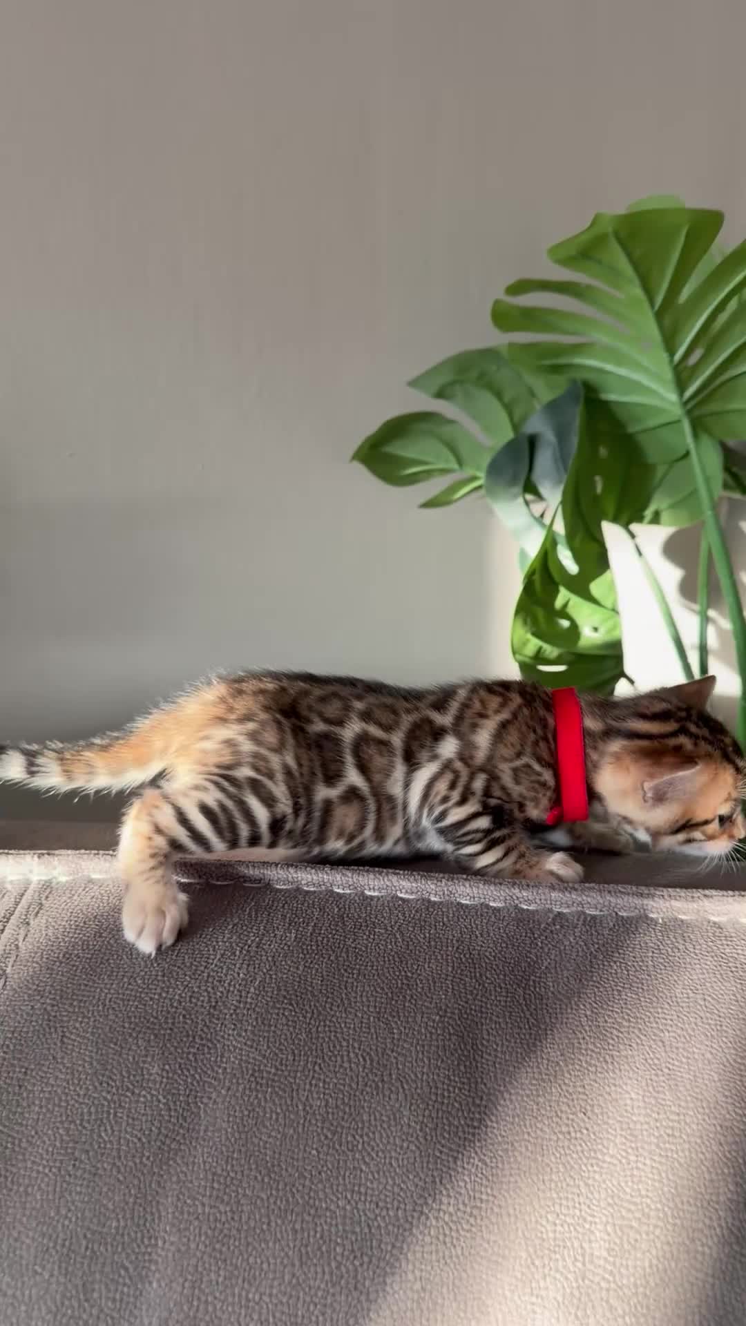 Bengal cats for sale: Beautiful Pedigree Bengal kittens for sale  - Video 1