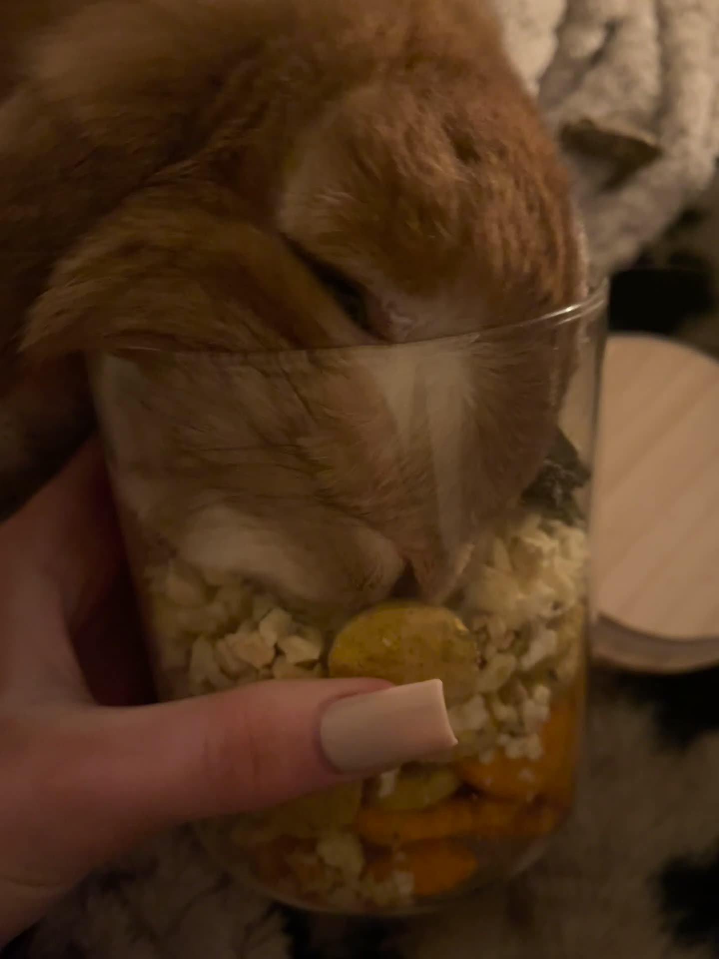 English Lop rabbits for sale: Benji in Middlesbrough - Video 1