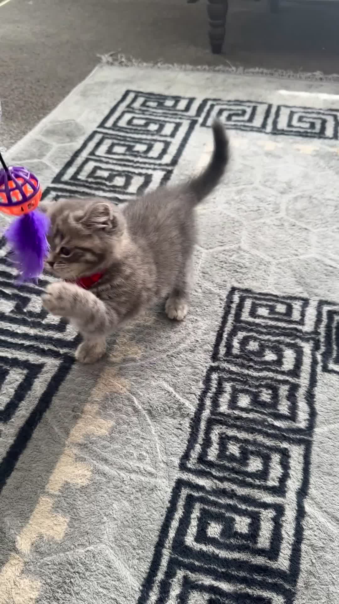 British Shorthair cats for sale: British short hair tabby coat  - Video 1