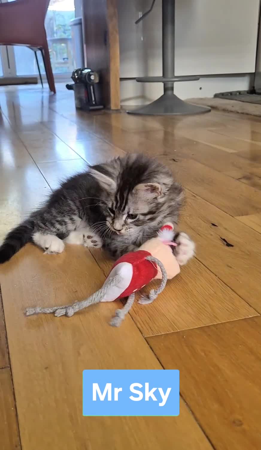 Maine Coon cats for sale: 🎀 Outstanding GCCF Pedigree Maine Coon Kittens  - Video 4