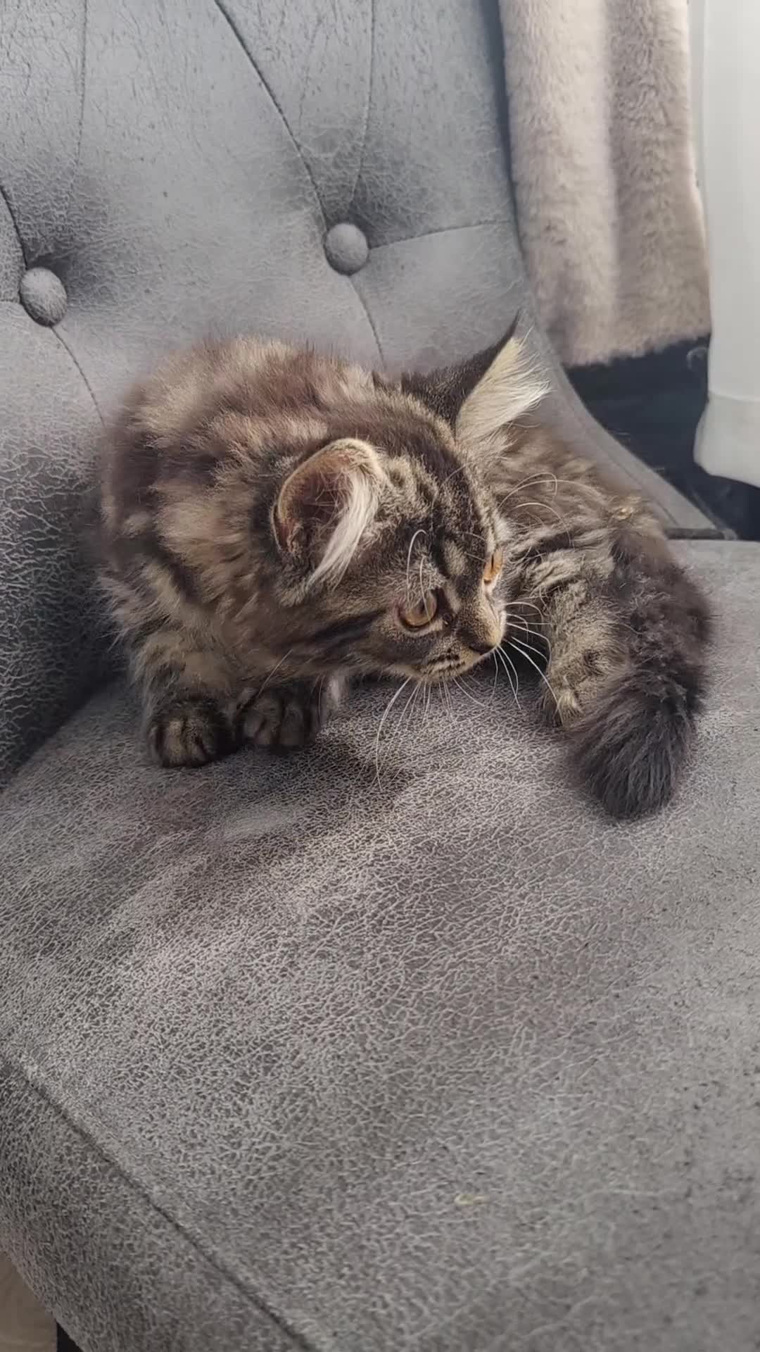 Mixed Breed cats for sale: Persian kittens for sale  - Video 5