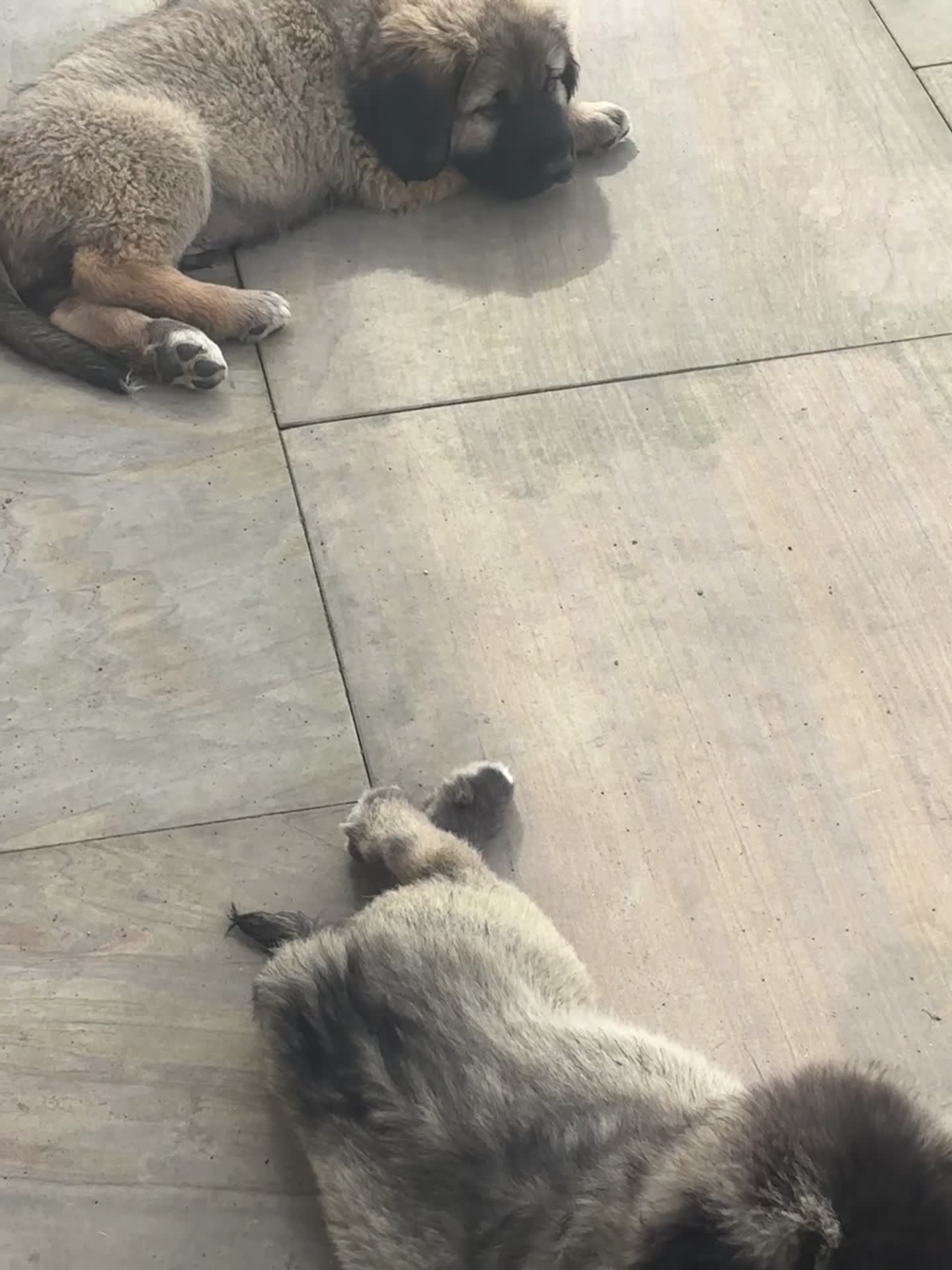 Caucasian Shepherd Dog dogs for sale: Caucasian shepherd pups. Final litter - Video 3