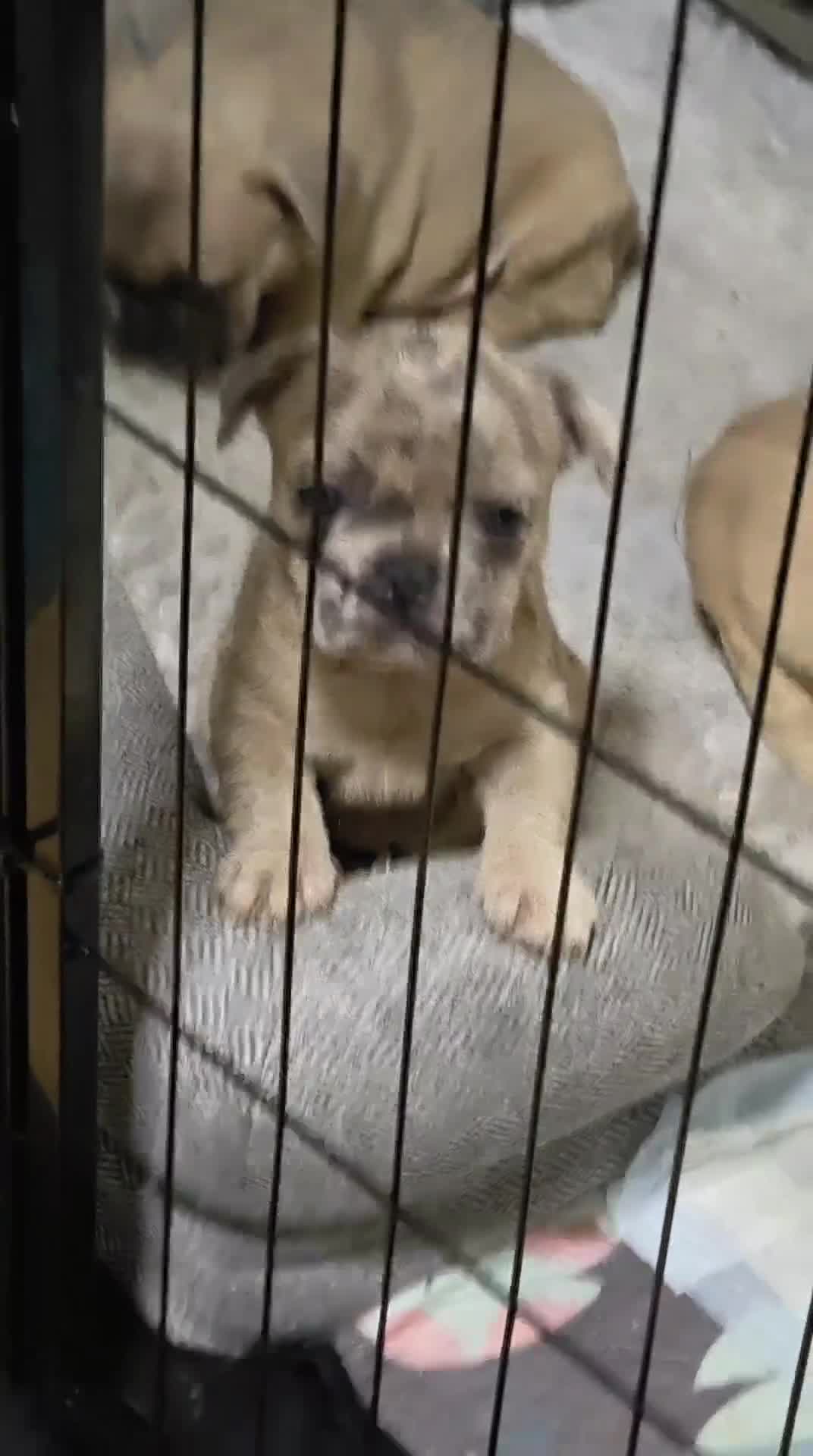 French Bulldog dogs for sale: Unique and Beautiful French bulldogs puppies  - Video 2