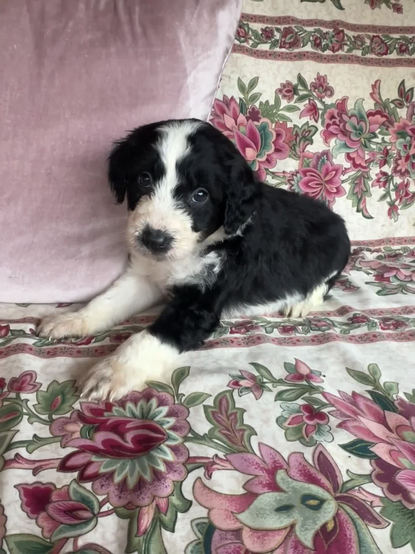 Bordoodle dogs for sale: Adorable Bordoodle (collie-poo) pups for sale  - Video 2