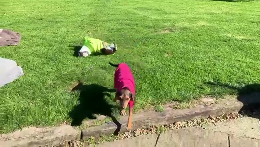 Mixed Breed dogs for adoption: Toyah Sweet gentle small girl - Video 1