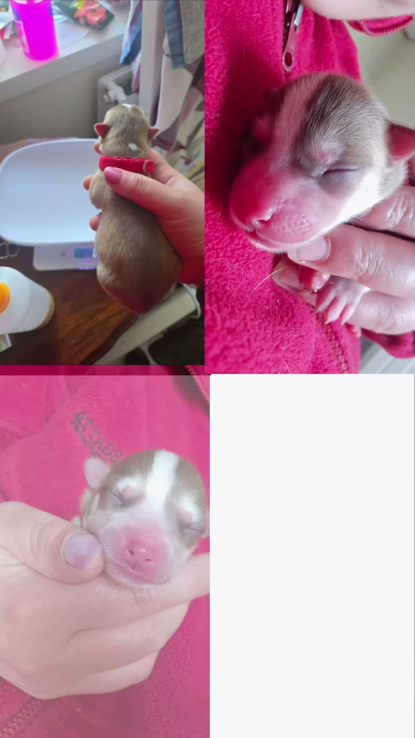 Pomsky dogs for sale: Pomsky Litter  - Video 1