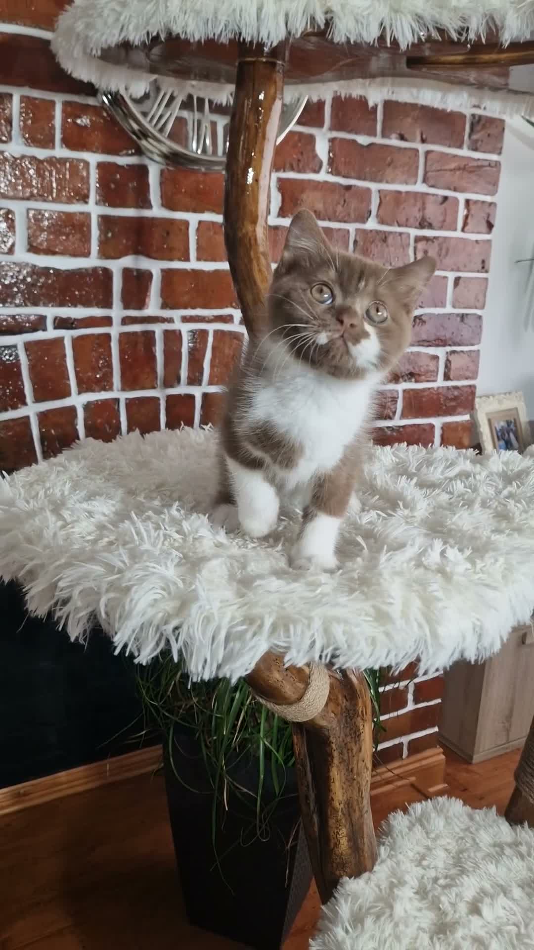 British Shorthair cats for sale: Tica Reg British Shorthair Cinamon  / White boy in Wigan - Video 2