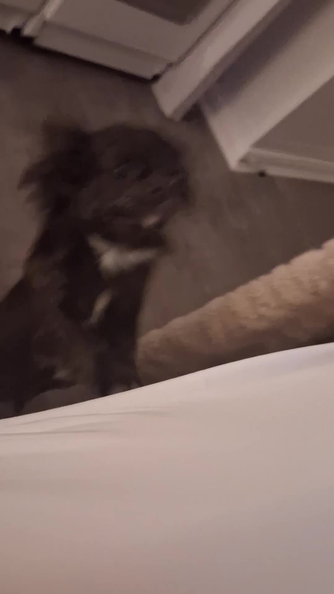 Chihuahua dogs for sale: Small Chihuahua  - Video 1