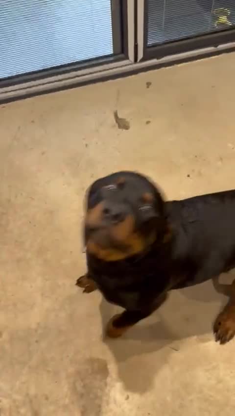 Rottweiler dogs for sale: Massive Rottweiler  - Video 3