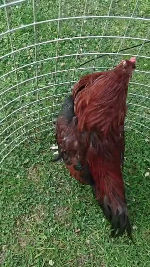 Chickens poultry for sale: 🌟Imported egg Aseel Rooster🌟 - Video 1