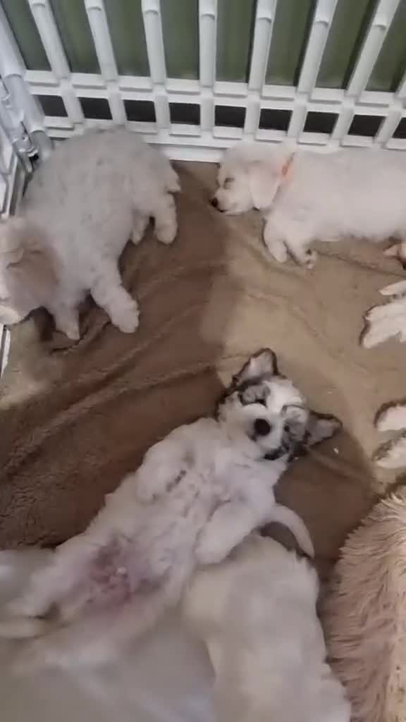 Zuchon dogs for sale: Bichon Frise puppy for sale  - Video 1