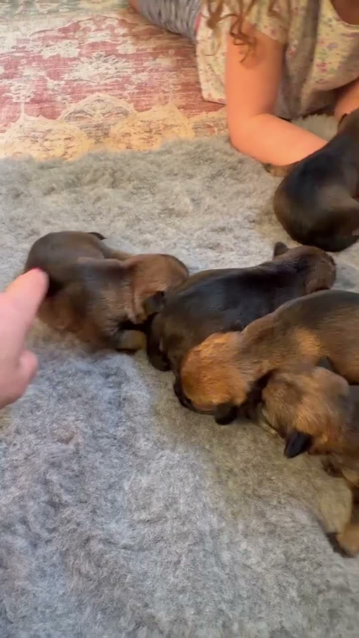 Border Terrier dogs for sale: * KC Registered Border Terrier Puppies *  - Video 1