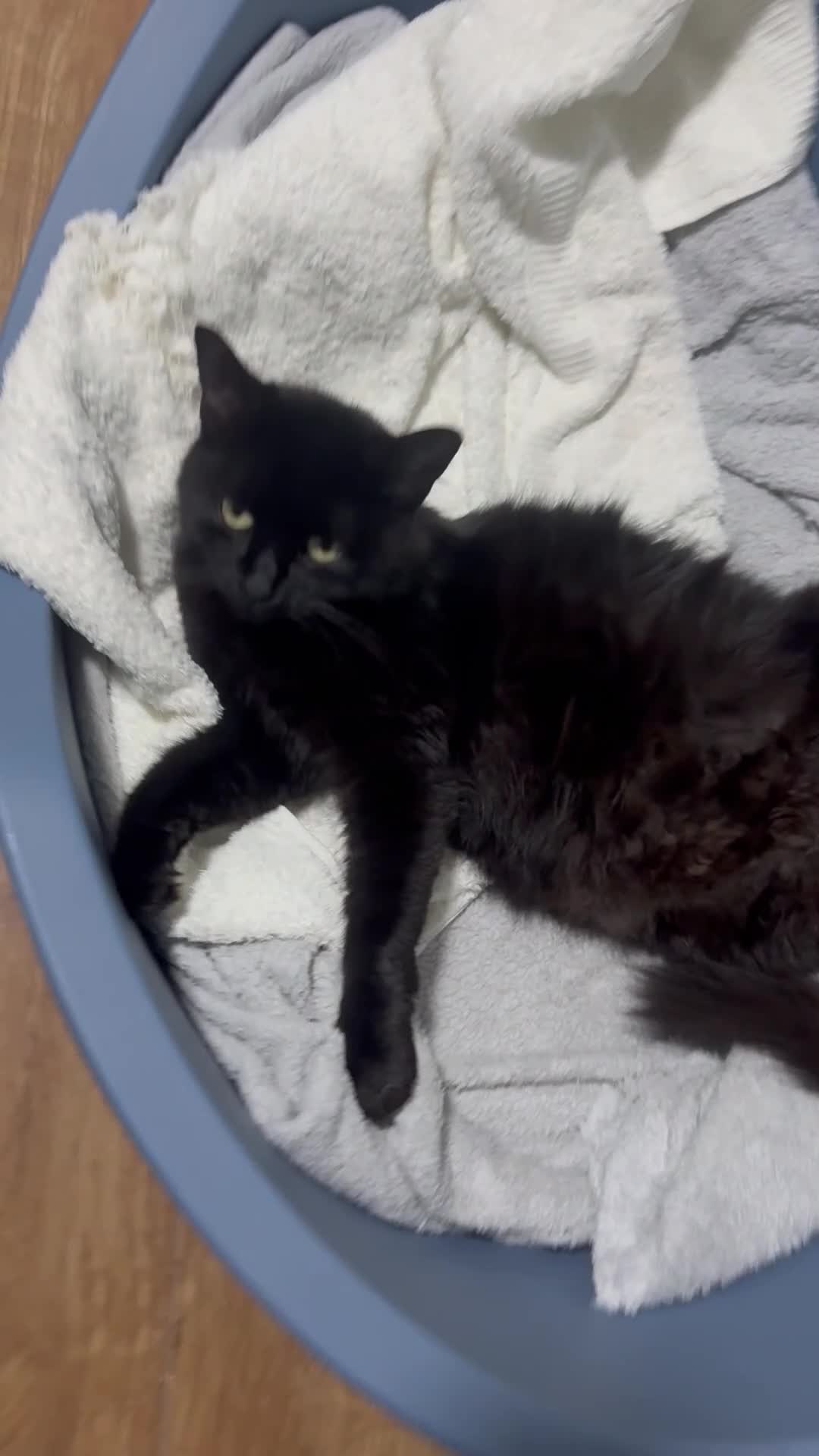 Mixed Breed cats for sale: Kitten  - Video 2