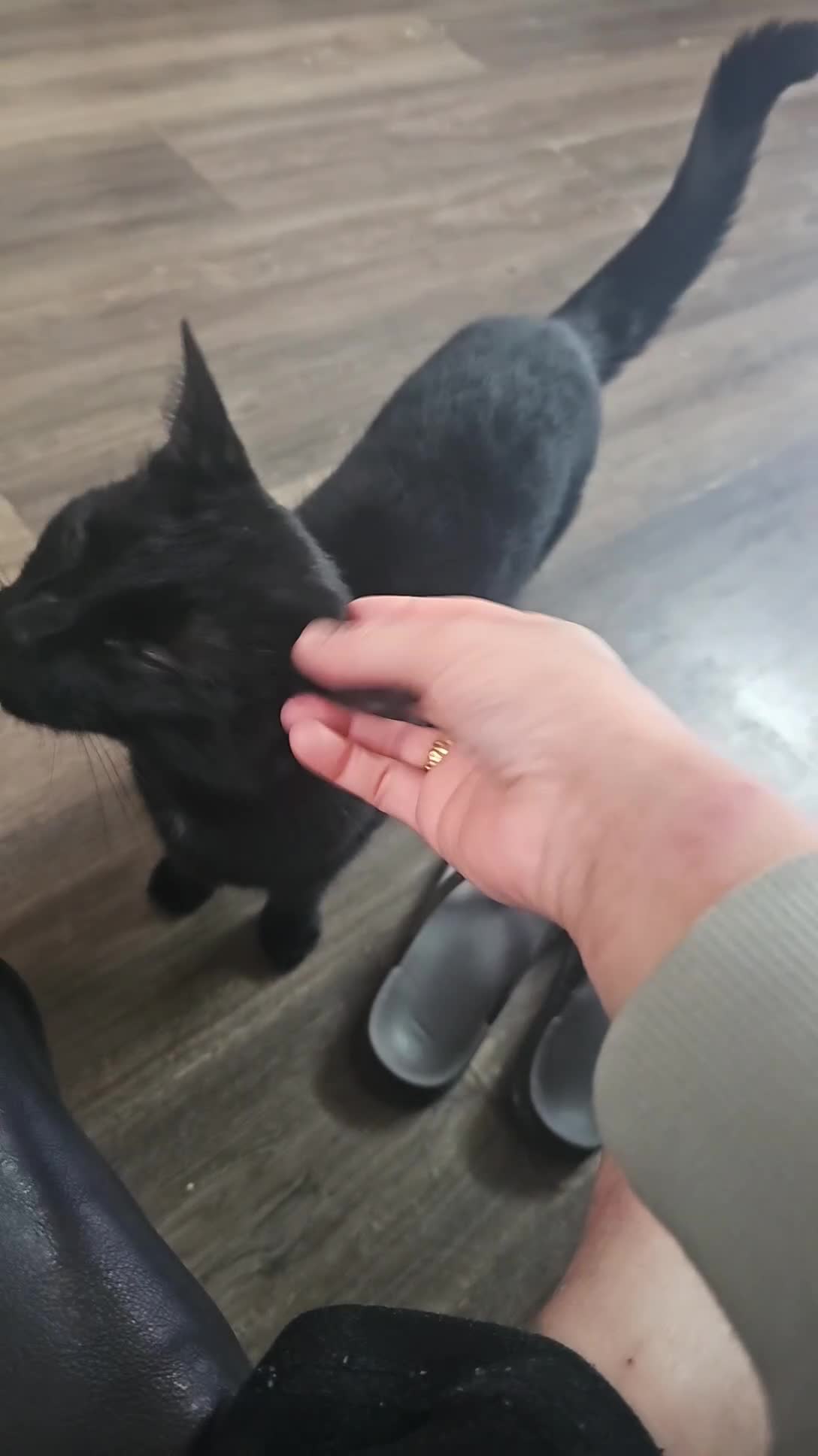 Bombay cats for sale: Black Female Cat - Video 3