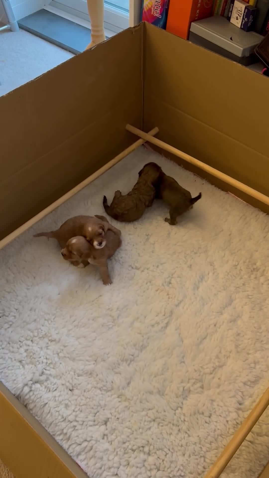 Cavapoo dogs for sale: 🐾🐶 F1 Cavapoo Puppies for Sale 🐶🐾 - Video 1