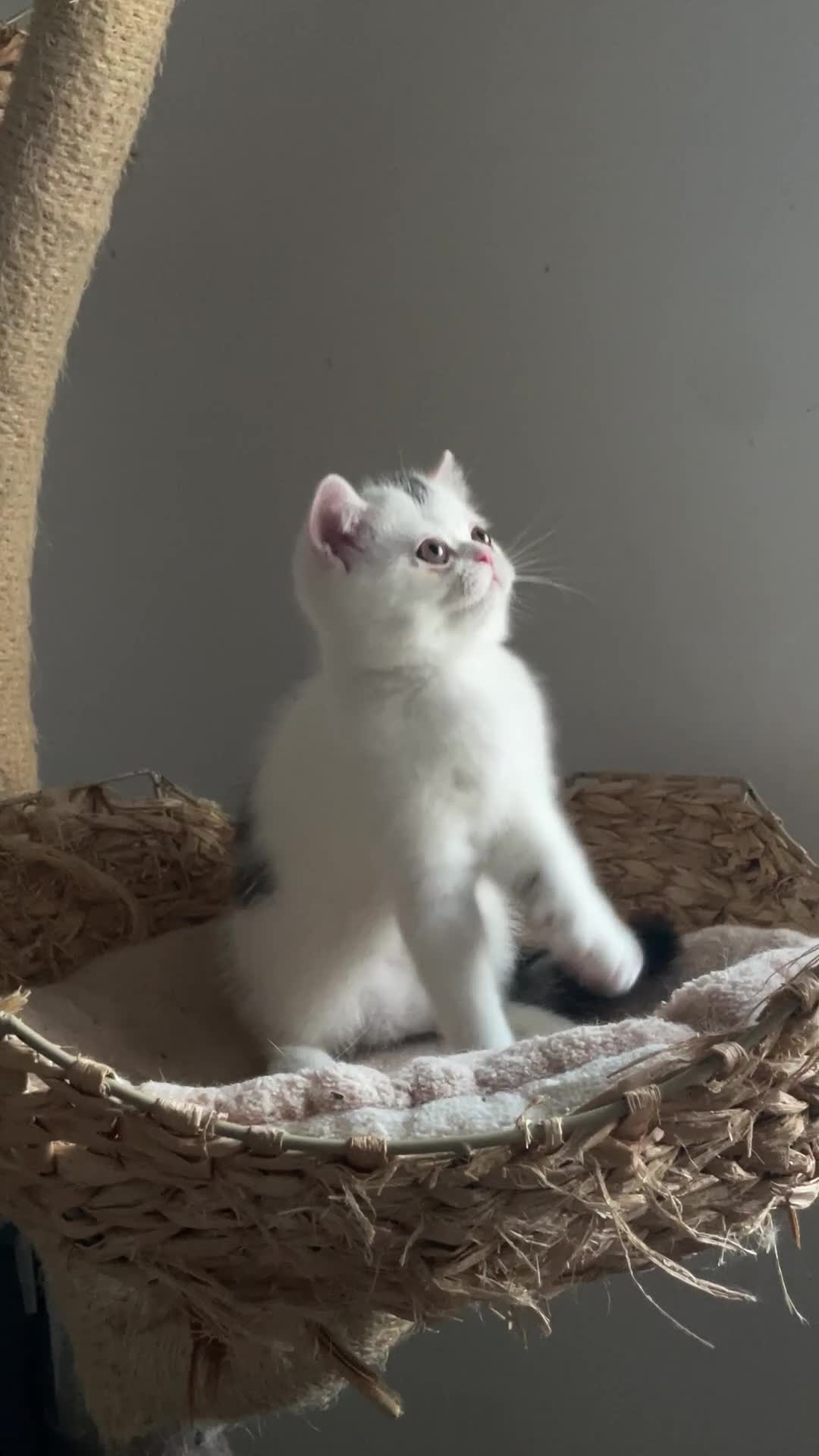 Exotic cats for sale: Gorgeous Classic Exotic Shorthair kitten. - Video 1