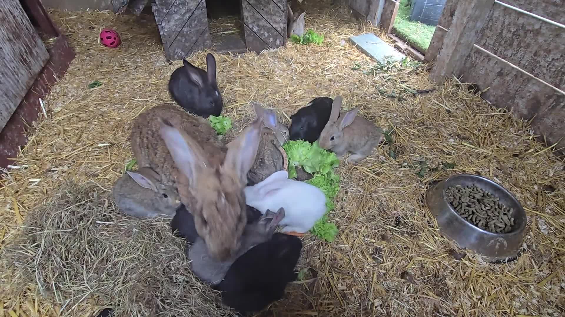 Continental Giant rabbits for sale: Continental Giant babies - Video 1
