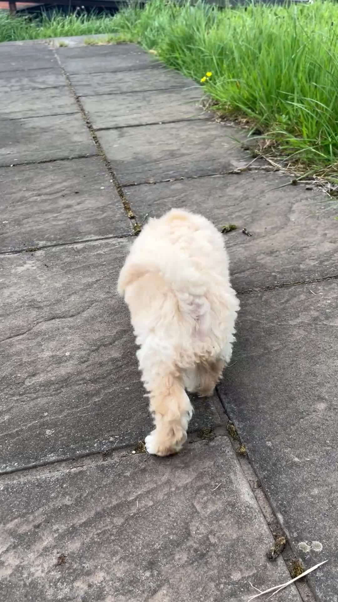 Poochon dogs for sale: Poochon Puppies F1  in Kidwelly - Video 2
