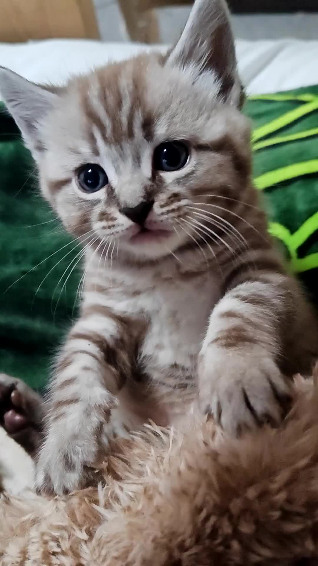 Mixed Breed cats for sale: Beautiful Bengal Mix Kittens - Video 4