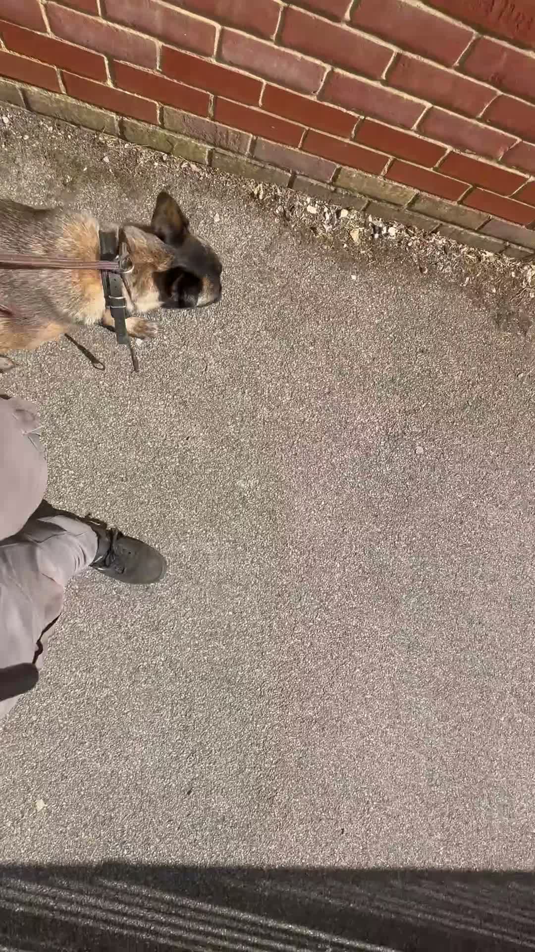 Belgian Shepherd Dog dogs for sale: Delta the dutchie  - Video 2