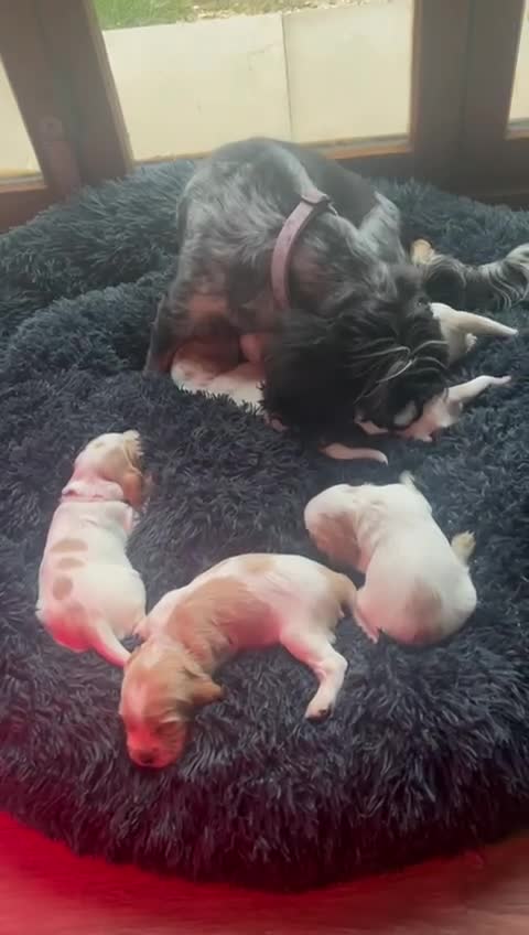 Cocker Spaniel dogs for sale: Fabulous Cocker Spaniel Pupies - Video 1