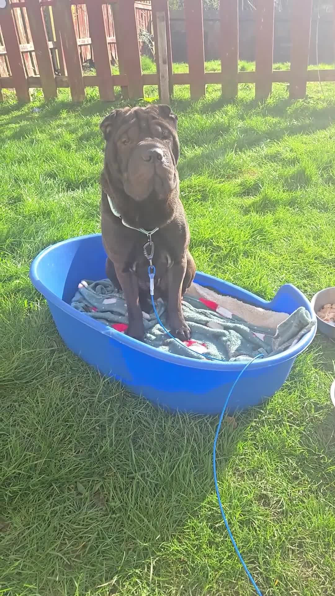 Shar Pei dogs for stud: Shar-pei for stud  - Video 1