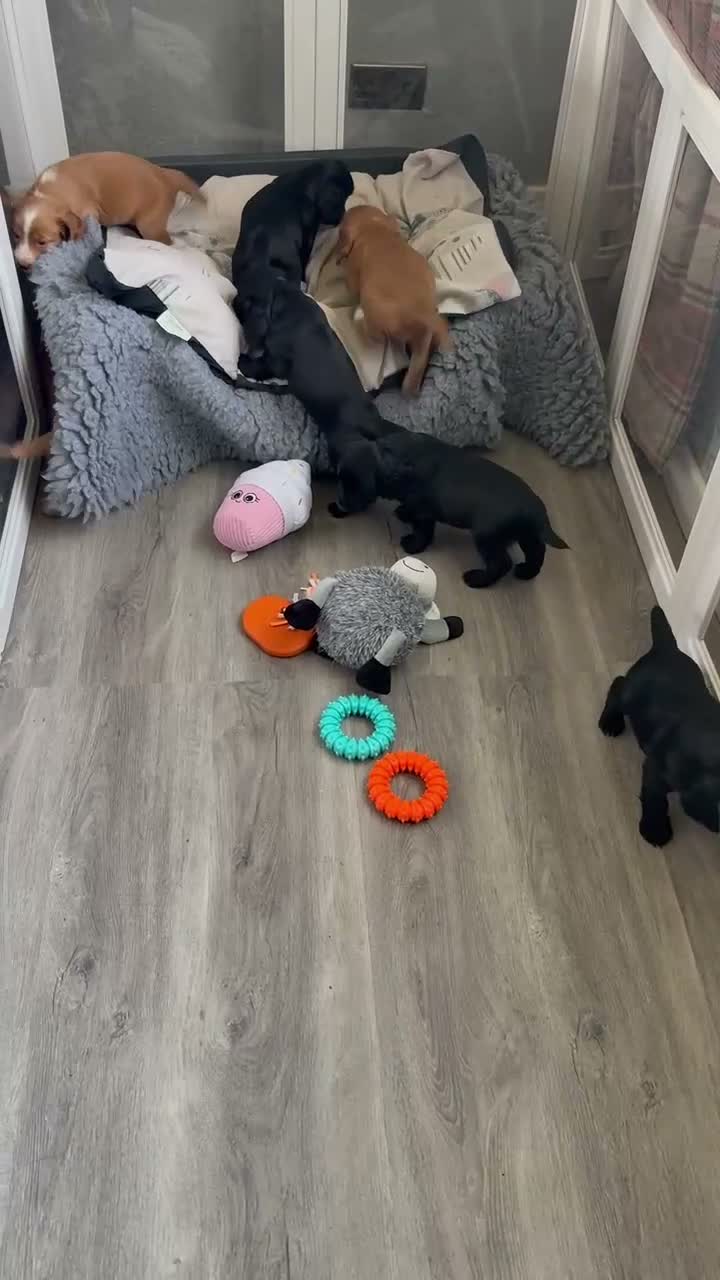 Cocker Spaniel dogs for sale: KC registered working Cocker Spaniel pups  - Video 2