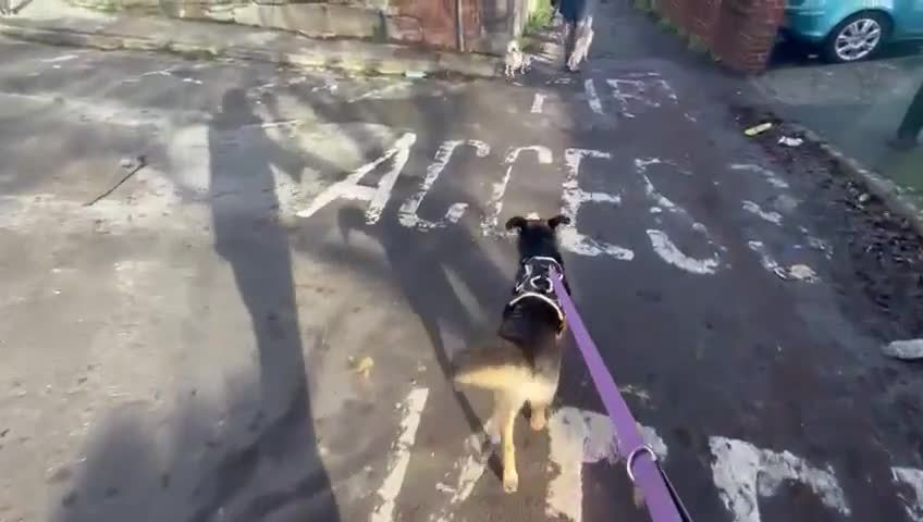 Mixed Breed dogs for adoption: Tio - FOR ADOPTION - Video 2