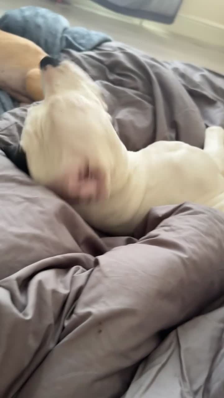 Bull Terrier dogs for sale: storm  - Video 3