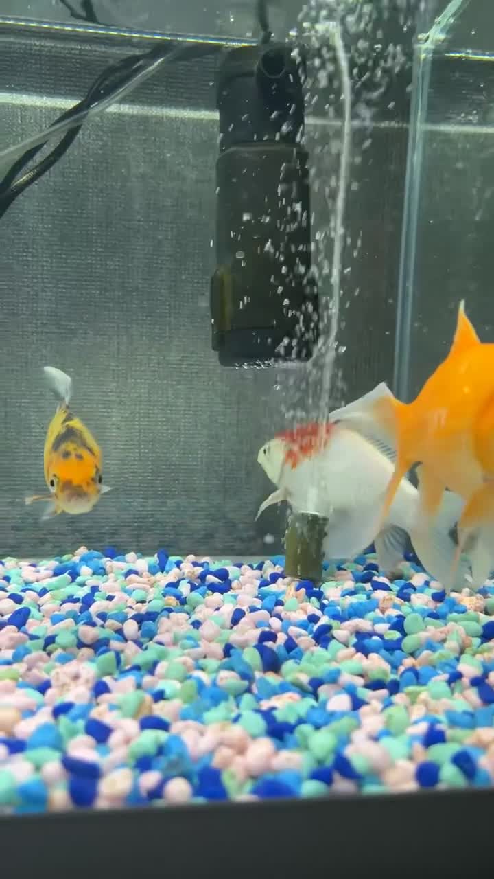 Goldfish fish for sale: 3 gold fish, tank and accessories for sale  - Video 3