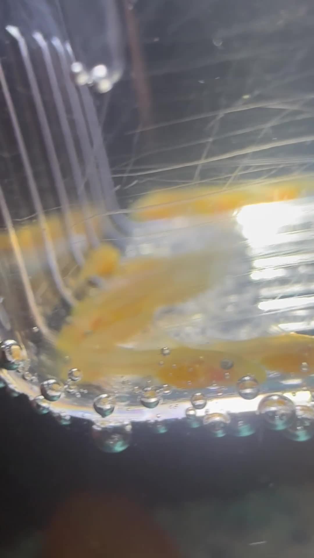Plecos fish for sale: Plecos and fish fry  in Chester - Video 1