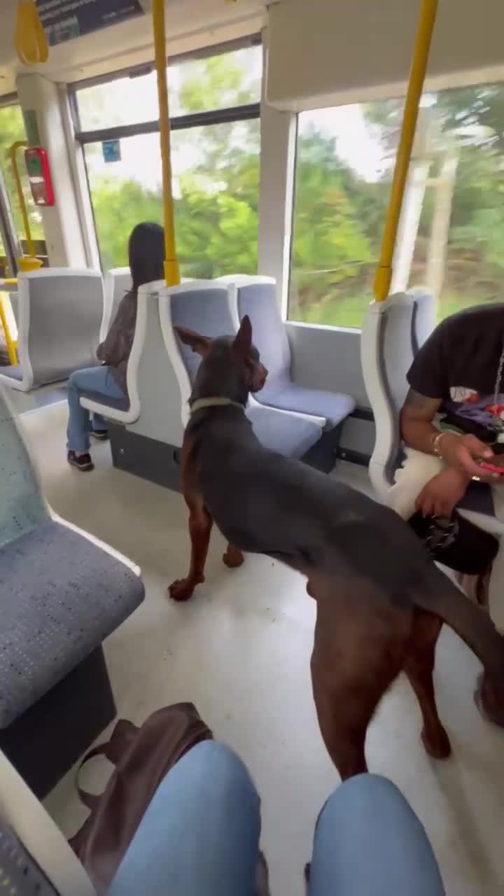 Chinese Red Dog dogs for sale: TodDaniels - Video 1